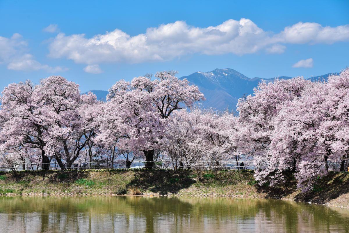 南信州の桜旅　六道の堤